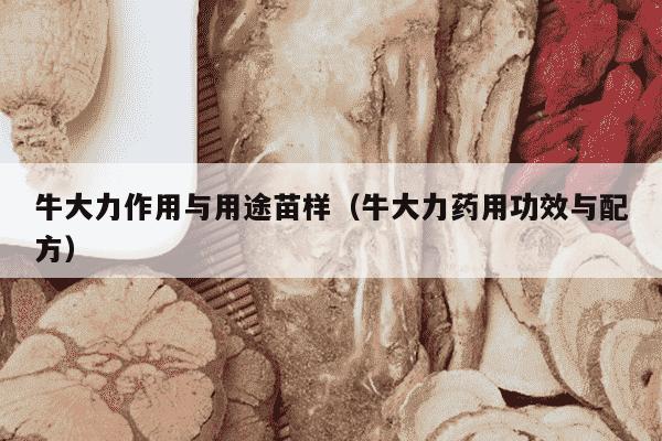 牛大力作用与用途苗样（牛大力药用功效与配方）