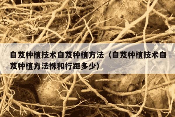白芨种植技术白芨种植方法（白芨种植技术白芨种植方法株和行距多少）