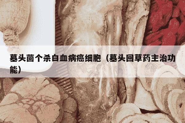 墓头茴个杀白血病癌细胞（墓头回草药主治功能）