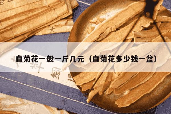 白菊花一般一斤几元（白菊花多少钱一盆）