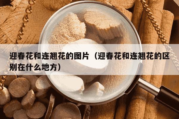 迎春花和连翘花的图片（迎春花和连翘花的区别在什么地方）