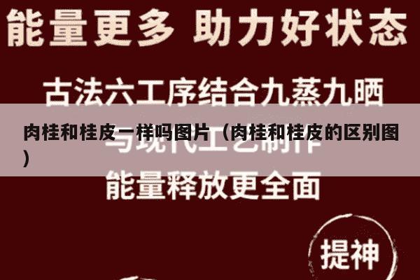 肉桂和桂皮一样吗图片（肉桂和桂皮的区别图）