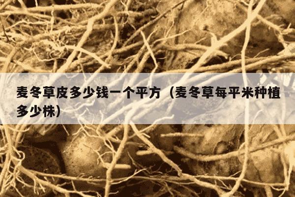 麦冬草皮多少钱一个平方（麦冬草每平米种植多少株）