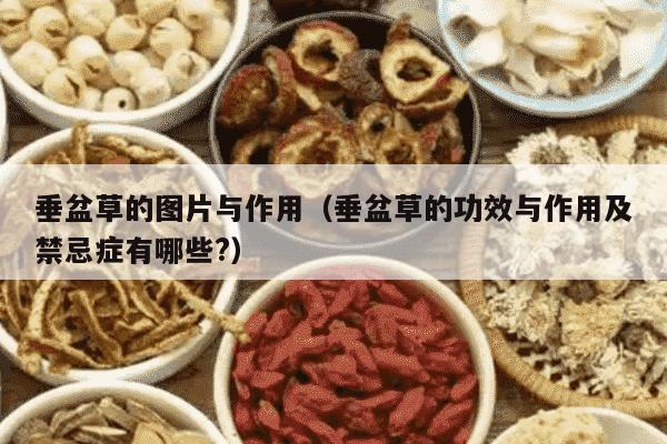 垂盆草的图片与作用（垂盆草的功效与作用及禁忌症有哪些?）