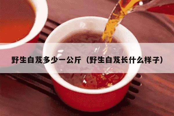 野生白芨多少一公斤（野生白芨长什么样子）