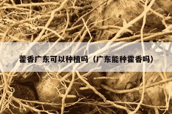 藿香广东可以种植吗（广东能种霍香吗）