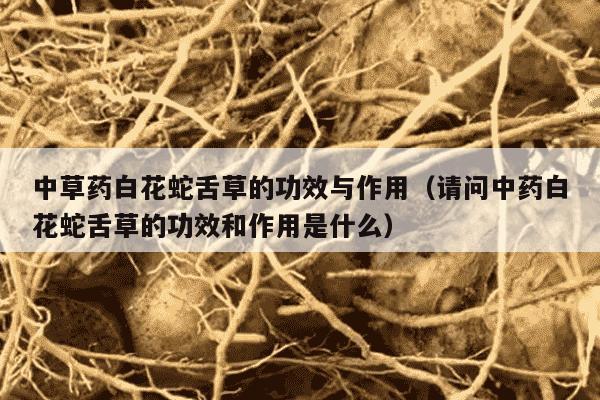 中草药白花蛇舌草的功效与作用（请问中药白花蛇舌草的功效和作用是什么）