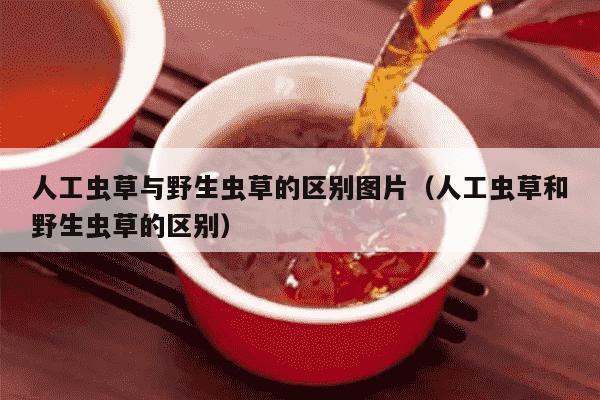 人工虫草与野生虫草的区别图片（人工虫草和野生虫草的区别）