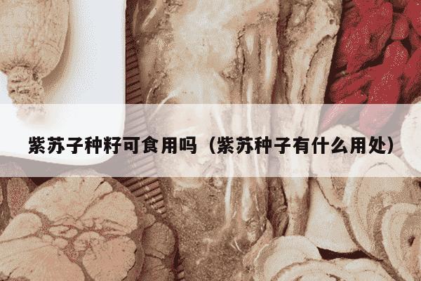 紫苏子种籽可食用吗（紫苏种子有什么用处）