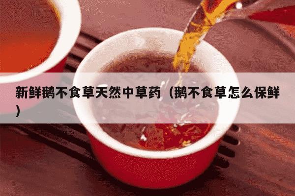 新鲜鹅不食草天然中草药（鹅不食草怎么保鲜）