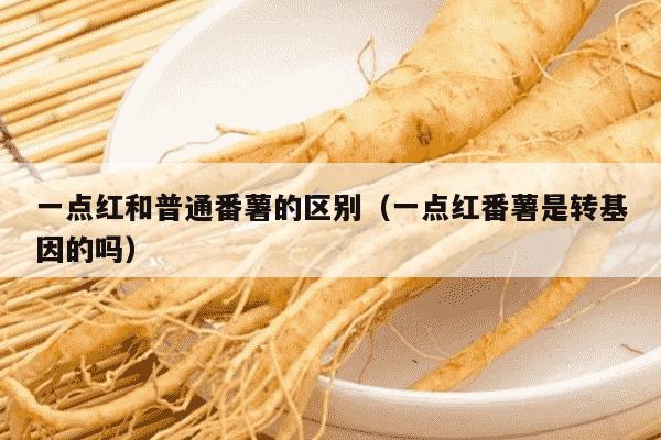 一点红和普通番薯的区别（一点红番薯是转基因的吗）