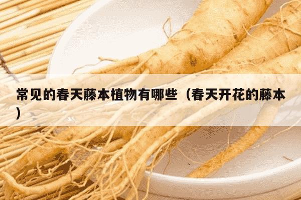 常见的春天藤本植物有哪些（春天开花的藤本）