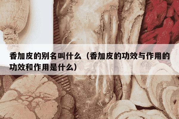 香加皮的别名叫什么（香加皮的功效与作用的功效和作用是什么）