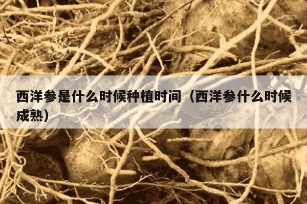 西洋参是什么时候种植时间（西洋参什么时候成熟）