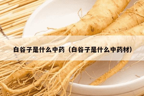 白谷子是什么中药（白谷子是什么中药材）