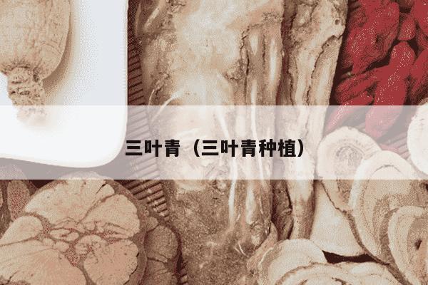 三叶青（三叶青种植）