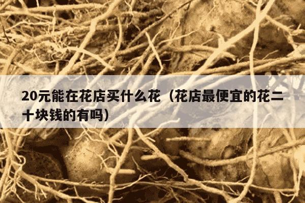 20元能在花店买什么花（花店最便宜的花二十块钱的有吗）