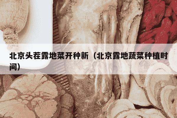 北京头茬露地菜开种新（北京露地蔬菜种植时间）