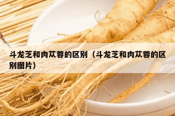 斗龙芝和肉苁蓉的区别（斗龙芝和肉苁蓉的区别图片）