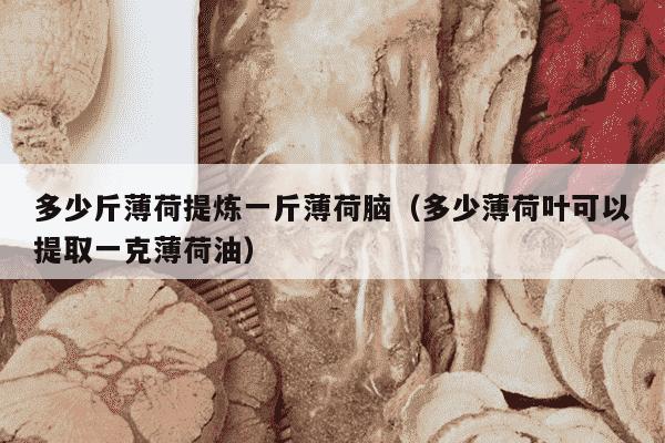 多少斤薄荷提炼一斤薄荷脑（多少薄荷叶可以提取一克薄荷油）