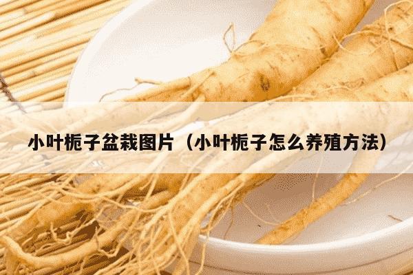 小叶栀子盆栽图片（小叶栀子怎么养殖方法）