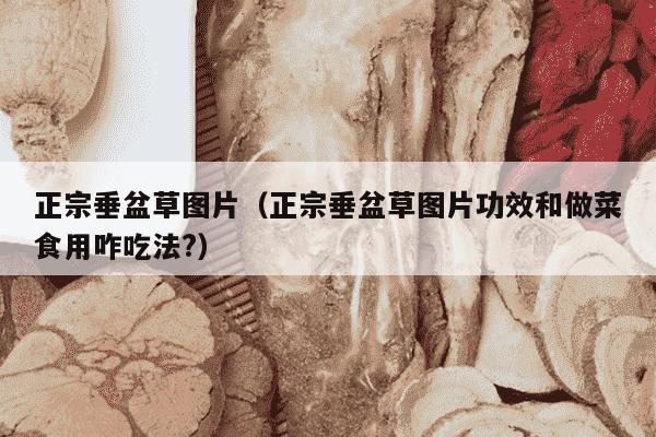 正宗垂盆草图片（正宗垂盆草图片功效和做菜食用咋吃法?）