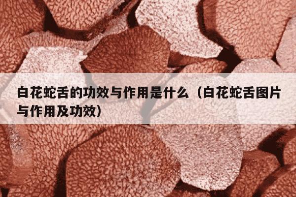 白花蛇舌的功效与作用是什么（白花蛇舌图片与作用及功效）