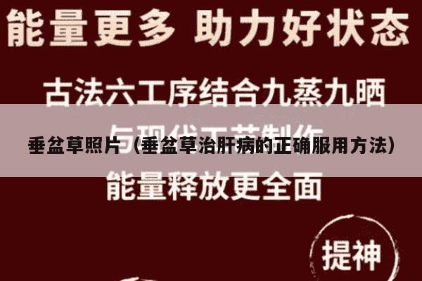 垂盆草照片（垂盆草治肝病的正确服用方法）