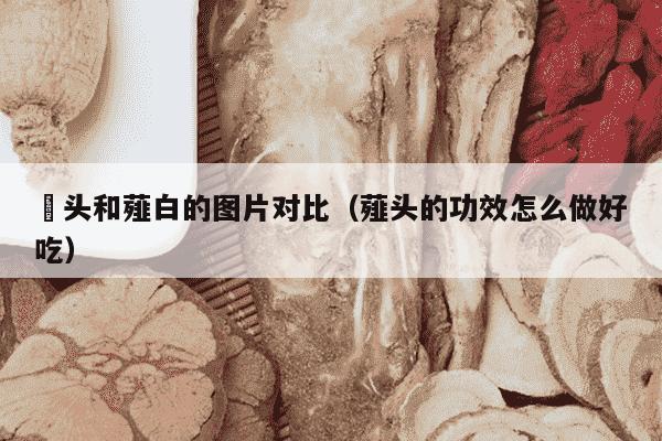 藠头和薤白的图片对比（薤头的功效怎么做好吃）