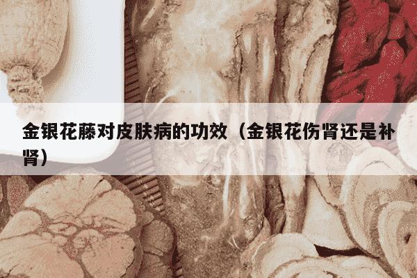 金银花藤对皮肤病的功效（金银花伤肾还是补肾）