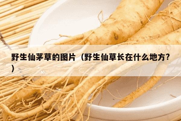 野生仙茅草的图片（野生仙草长在什么地方?）