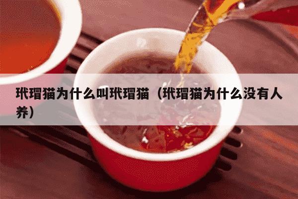 玳瑁猫为什么叫玳瑁猫（玳瑁猫为什么没有人养）