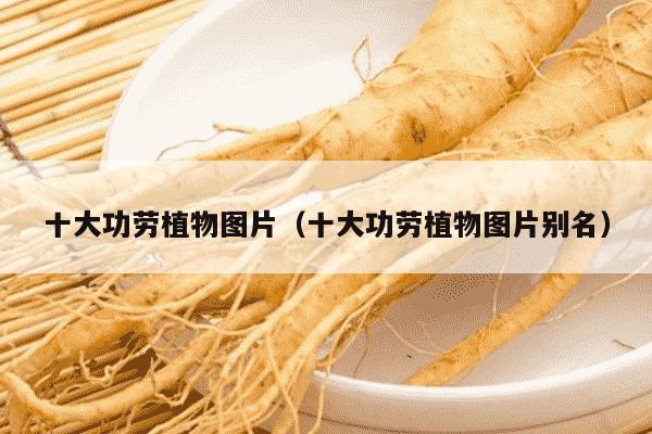 十大功劳植物图片（十大功劳植物图片别名）