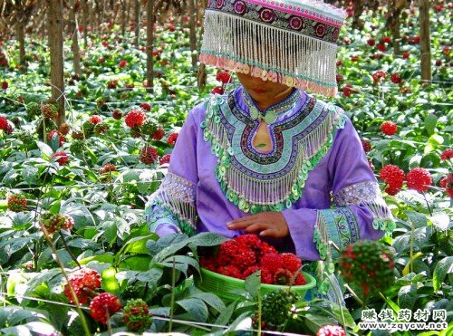 中药材行情观察:三七价暴跌折射中药材产能过剩