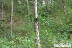 <b>林下人参人工种植技术及效益分析</b>