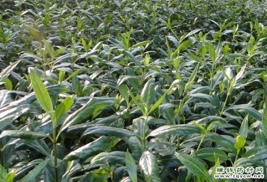 适宜草珊瑚种植的环境及栽培技术