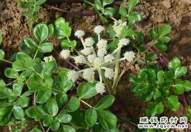 北沙参种植技术要点