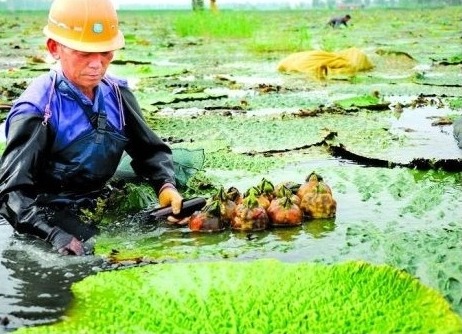 芡实的功效与种植技术
