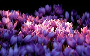 藏红花高产栽培技术要点