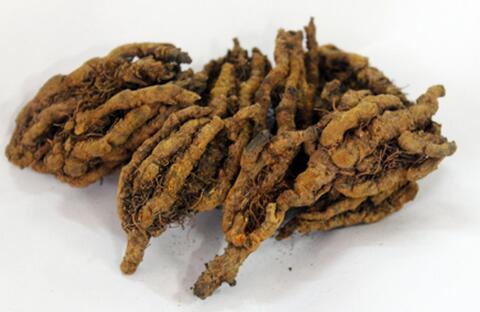黄连属常用中药材,为毛茛科植物黄连,三角叶黄连或云连的干燥根茎