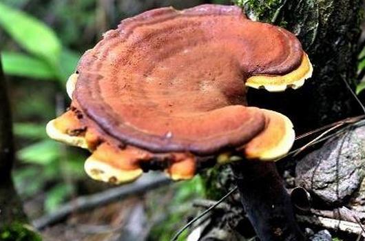 山东适合种植什么药材?种植什么药材最赚钱
