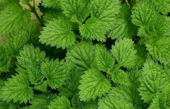 江苏几种赚钱的药材种植