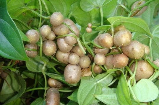 陕西种植6种药材最赚钱