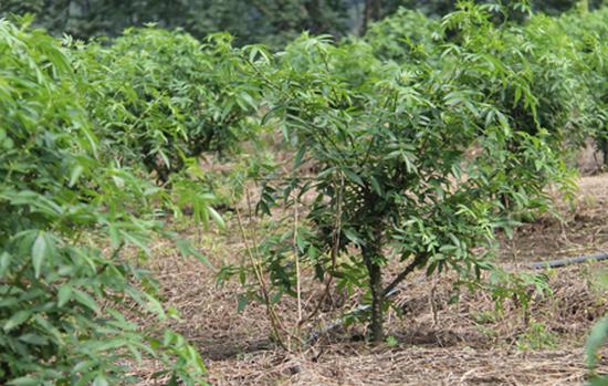 干旱高寒山区花椒高产栽培技术