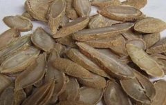 郁金种植技术要点