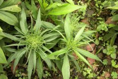 <b>於术种植：夏秋管理要点</b>