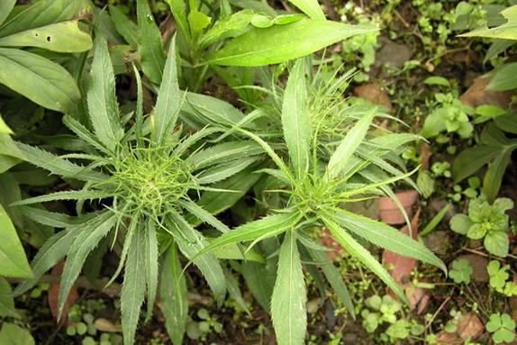 於术种植:夏秋管理要点