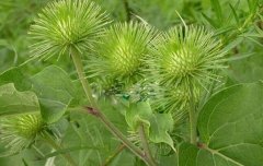  牛蒡子的病虫害有哪些?怎样防治?