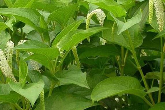 中药材三白草种植技术要点