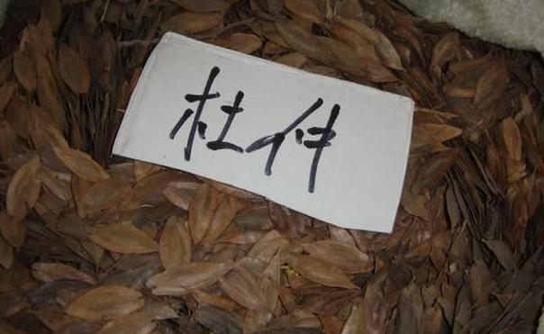 杜仲种子的发芽处理方法及需注意的问题